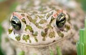 FESTIVAL DELL’AGRICOLTURA (BRESSANVIDO-VI), LA BIODIVERSITÀ AL CENTRO