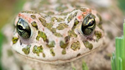 FESTIVAL DELL’AGRICOLTURA (BRESSANVIDO-VI), LA BIODIVERSITÀ AL CENTRO