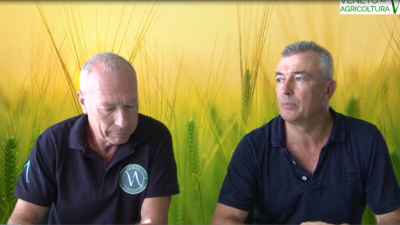 17 Radio Veneto Agricoltura – Dai cereali antichi a quelli moderni