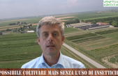 E’ possibile coltivare il mais limitando l’uso degli insetticidi?