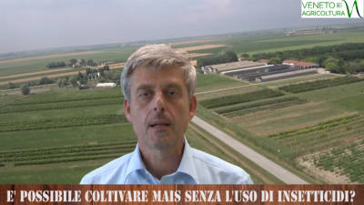 E’ possibile coltivare il mais limitando l’uso degli insetticidi?