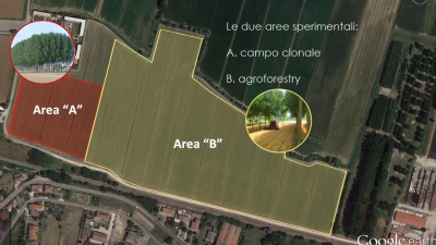 Realizzazione Impianti sperimentali per la produzione di legname per sfogliati
