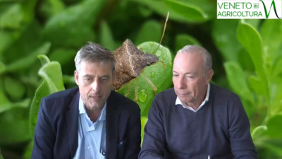 25 Radio Veneto Agricoltura – L’invasione della cimice asiatica