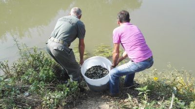 SEMINA DI TINCHE NELLA PROVINCIA DI VENEZIA