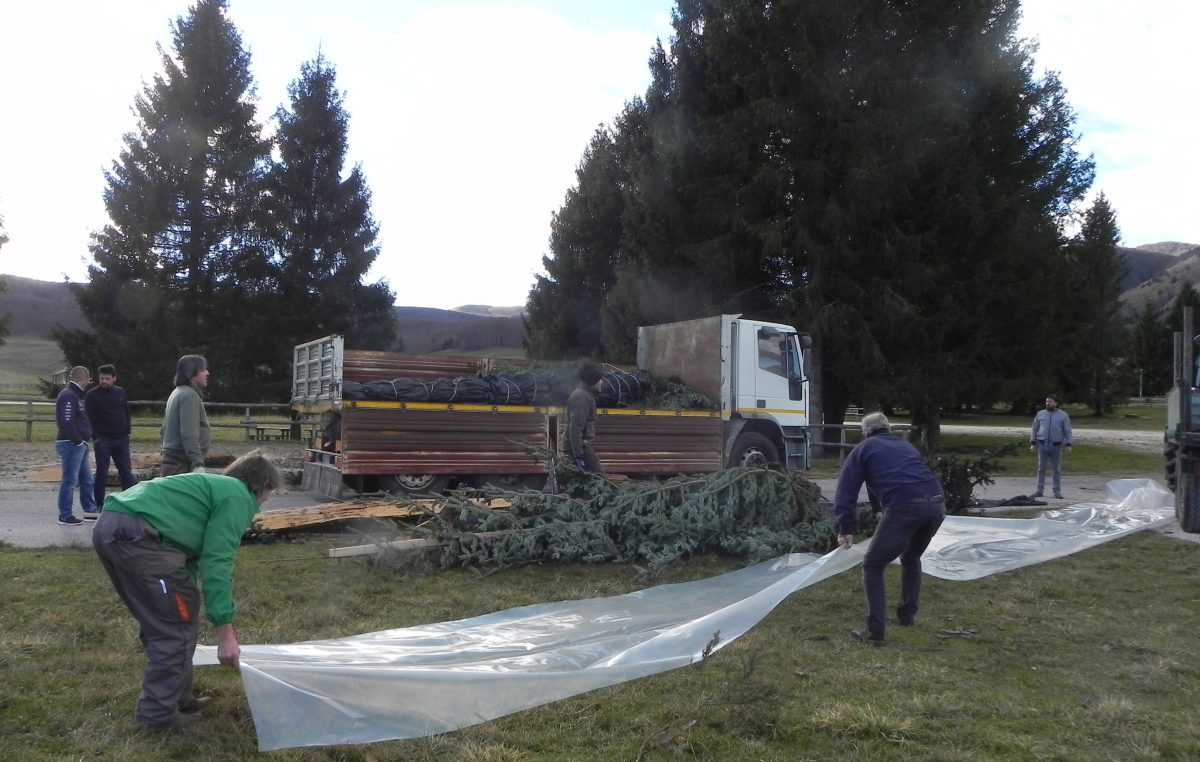 Alberi di Natale al Quirinale. Quest’anno provengono dal Cansiglio e dal Trentino, da zone distrutte dalla tempesta “Vaia”