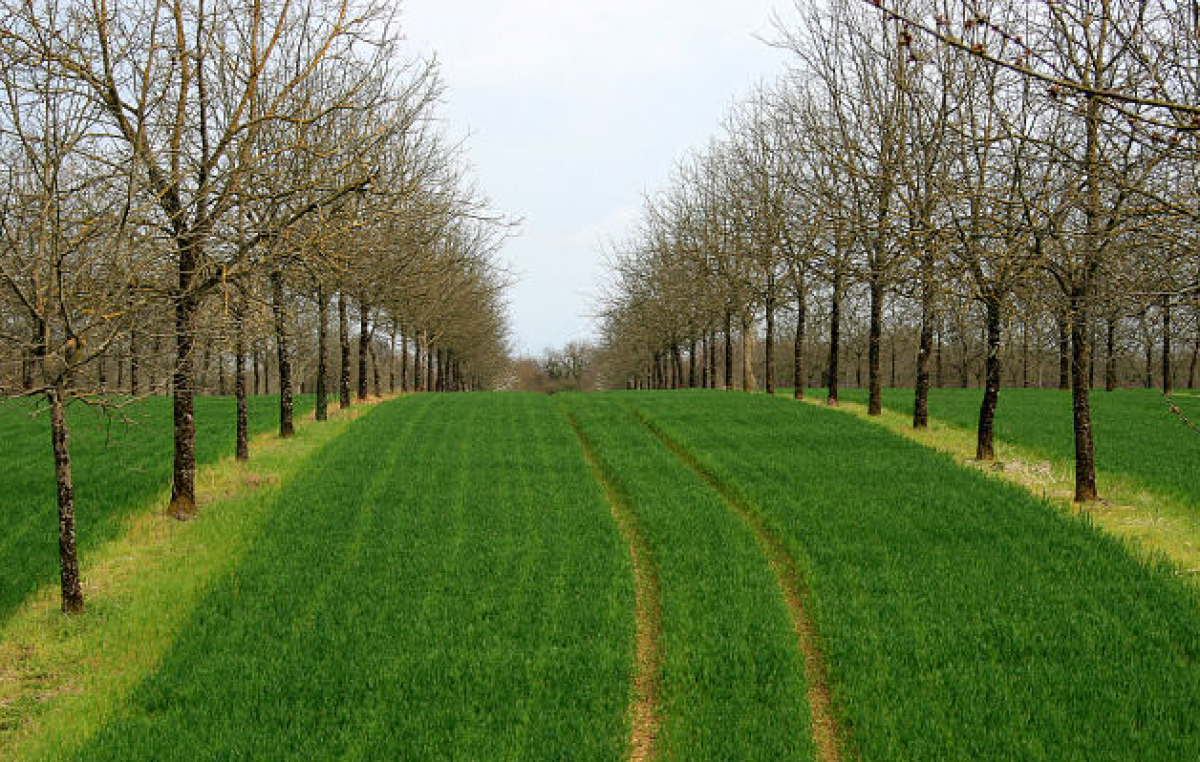 PIANTAGIONI DA LEGNO, A ROMA C’E’ ANCHE VENETO AGRICOLTURA