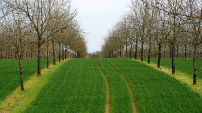 PIANTAGIONI DA LEGNO, A ROMA C’E’ ANCHE VENETO AGRICOLTURA