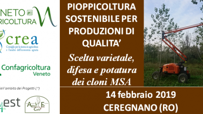 PIOPPICOLTURA SOSTENIBILE PER PRODUZIONI DI QUALITA’