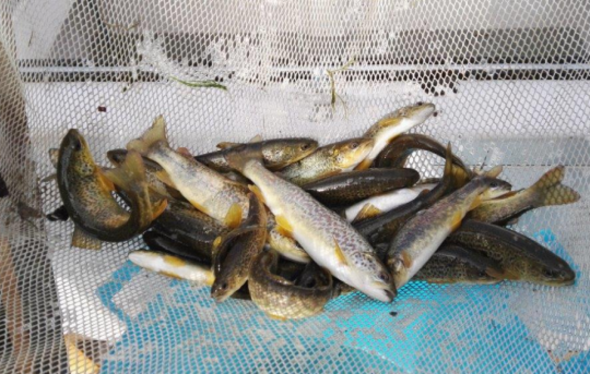 VERONA: SEMINA DI TROTE MARMORATE NELL’ADIGE