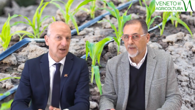 39 Radio Veneto Agricoltura – Il punto sull’agricoltura veneta con l’assessore Pan