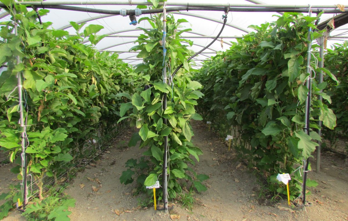 POMODORI, CETRIOLI, MELONI, ANGURIE… L’INNOVAZIONE ORTICOLA AL CENTRO “PO DI TRAMONTANA”