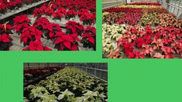 Schede varietali Poinsettia 2018 – Centro Po di Tramontana