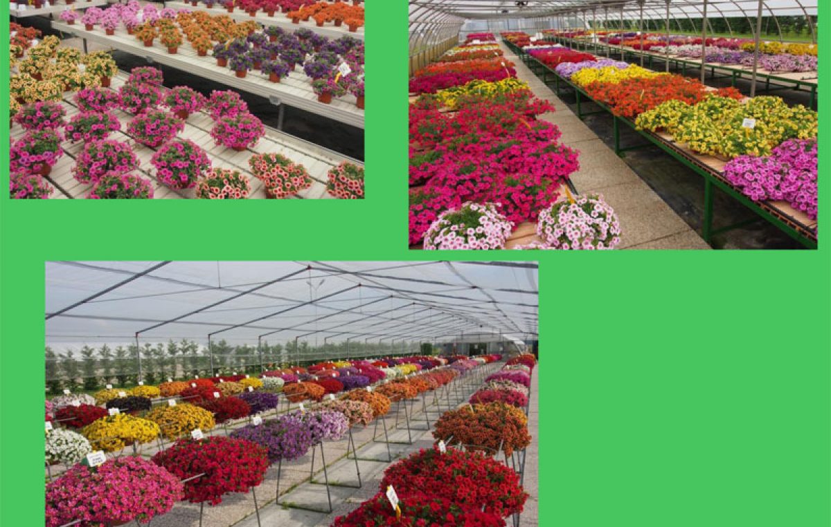 Schede varietali Calibrachoa 2017-2018 – Centro Po di Tramontana