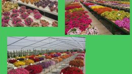 Schede varietali Calibrachoa 2017-2018 – Centro Po di Tramontana
