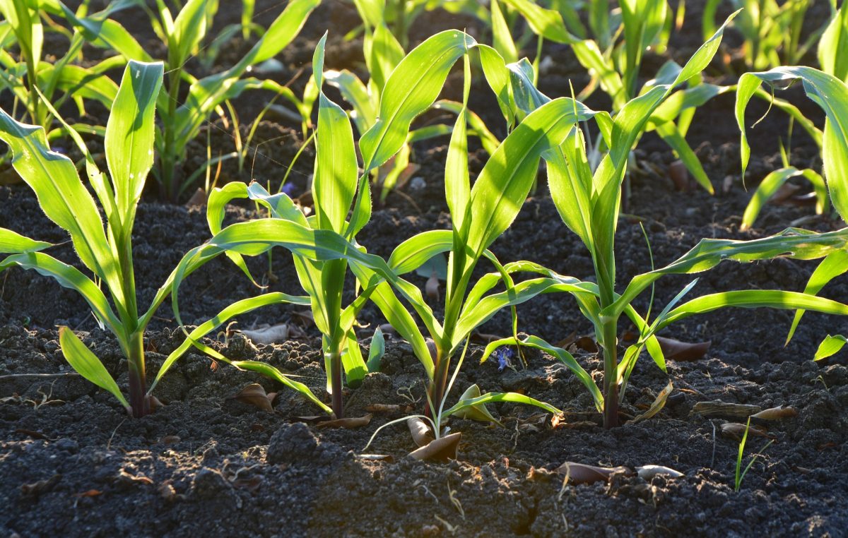 DOMANI IL MONDO AGRICOLO VENETO A RACCOLTA