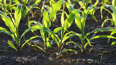 DOMANI IL MONDO AGRICOLO VENETO A RACCOLTA