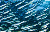 ITACA, UN PROGETTO ITALO-CROATO PER PROMUOVERE LA PESCA SOSTENIBILE