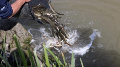 SEMINA DI ANGUILLE IN PROVINCIA DI ROVIGO