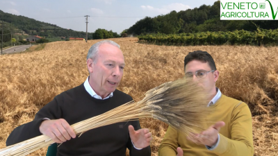 54 Radio Veneto Agricoltura – La storia del Grano Marzuolo