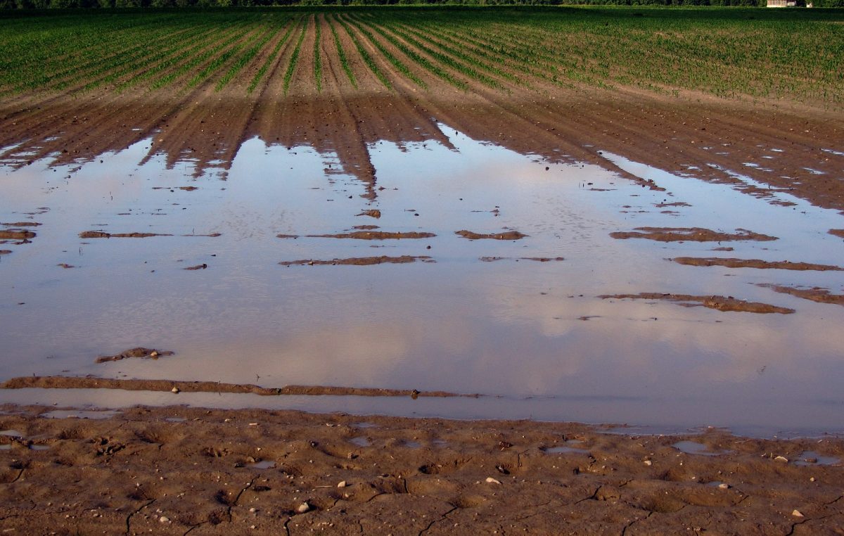 PIOGGIA, PIOGGIA E ANCORA PIOGGIA: AGRICOLTURA KO