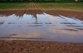 PIOGGIA, PIOGGIA E ANCORA PIOGGIA: AGRICOLTURA KO