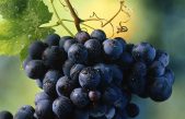 VITIVINICOLO 2019: PIOGGE E BIOLOGICO, UN BINOMIO IMPERFETTO