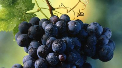 VITIVINICOLO 2019: PIOGGE E BIOLOGICO, UN BINOMIO IMPERFETTO