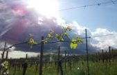 VIGNETO VENETO 2019: IN RITARDO DI 15 GIORNI MA CARICO D’UVA