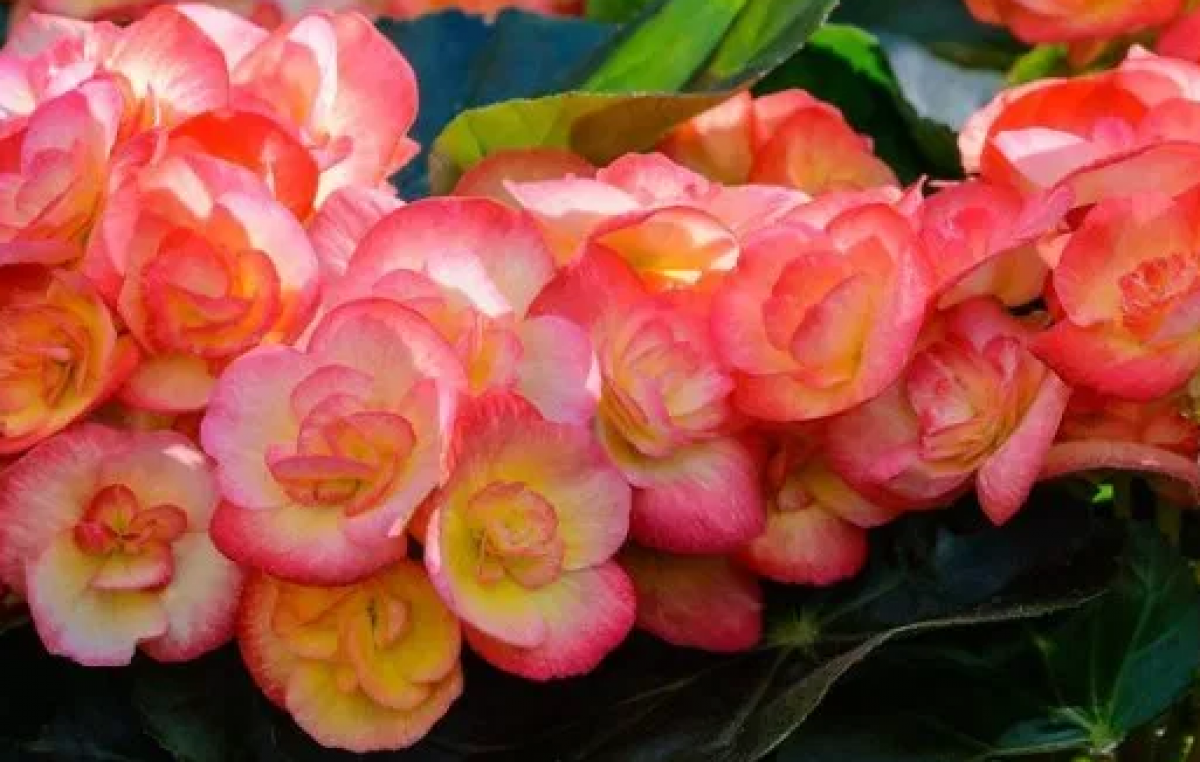 GIORNATA APERTA FLORICOLA AL CENTRO “PO DI TRAMONTANA” (ROSOLINA -RO)