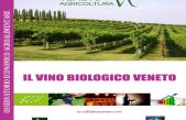 Il vino biologico veneto
