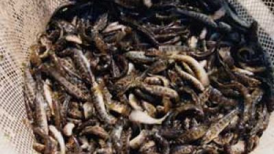 SEMINA DI TROTE FARIO NELLE ACQUE DEL VICENTINO