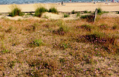 CHIOGGIA, HABITAT DUNALI, UN FOCUS PER CONOSCERLI