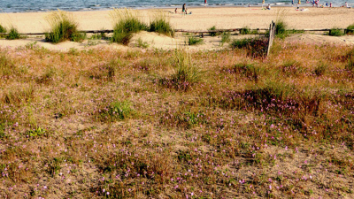 CHIOGGIA, HABITAT DUNALI, UN FOCUS PER CONOSCERLI