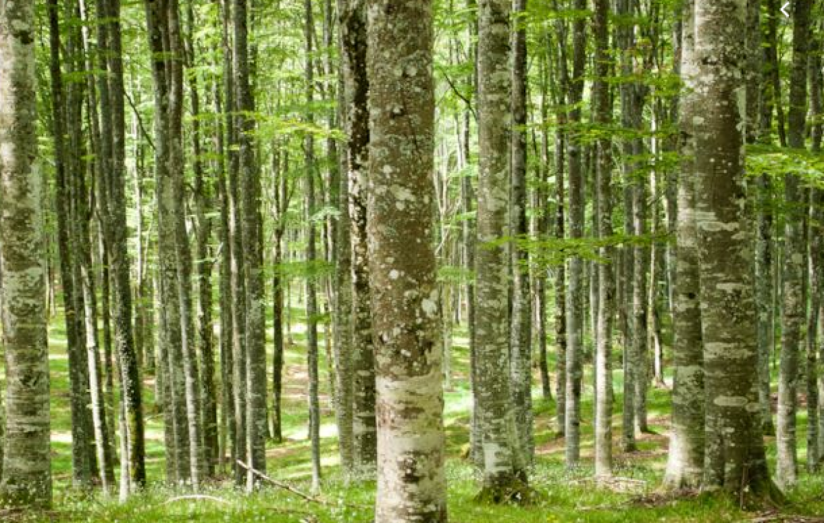 FORESTE, “BIODELTA4”: COME MISURARE LA BIODIVERSITÀ DEI BOSCHI E I SUOI “SERVIZI ECOSISTEMICI”