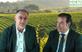 CIMICE ASIATICA E DAZI USA, LE PREOCCUPAZIONI DI COLDIRETTI A RADIO VENETO AGRICOLTURA