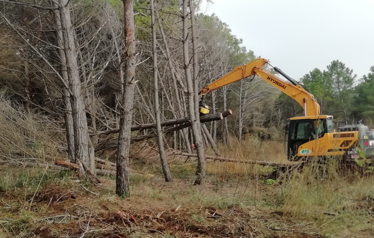 VALLEVECCHIA-CAORLE (VE), 2000 NUOVE PIANTE PER RIPRISTINARE GLI SCHIANTI IN PINETA