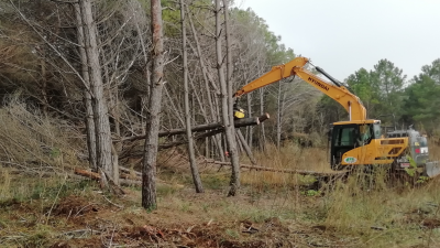 VALLEVECCHIA-CAORLE (VE), 2000 NUOVE PIANTE PER RIPRISTINARE GLI SCHIANTI IN PINETA