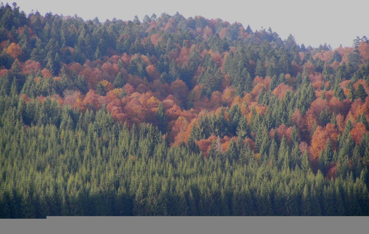 NEL SEGNO DI VAIA, DUE ALBERI DI NATALE DAL CANSIGLIO A FINALE EMILIA (MO)