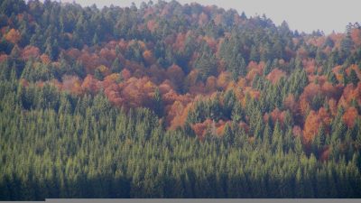 NEL SEGNO DI VAIA, DUE ALBERI DI NATALE DAL CANSIGLIO A FINALE EMILIA (MO)