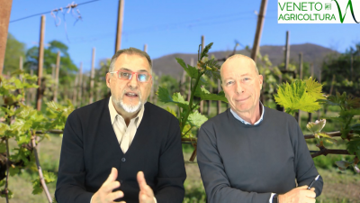 79 Radio Veneto Agricoltura – Vitivinicolo: successi e preoccupazioni