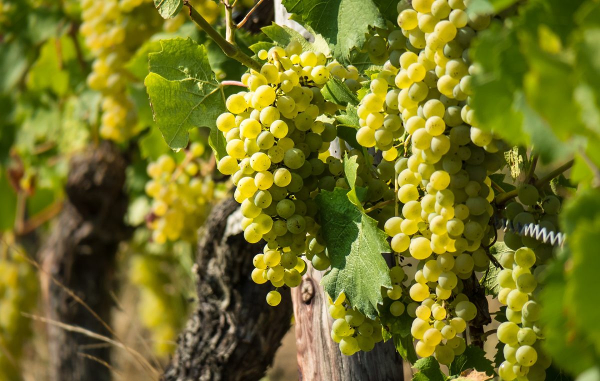 VENETO VITIVINICOLO: LOCOMOTIVA ITALIANA