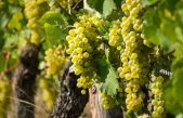VENETO VITIVINICOLO: LOCOMOTIVA ITALIANA