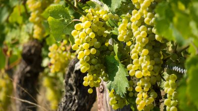 VENETO VITIVINICOLO: LOCOMOTIVA ITALIANA