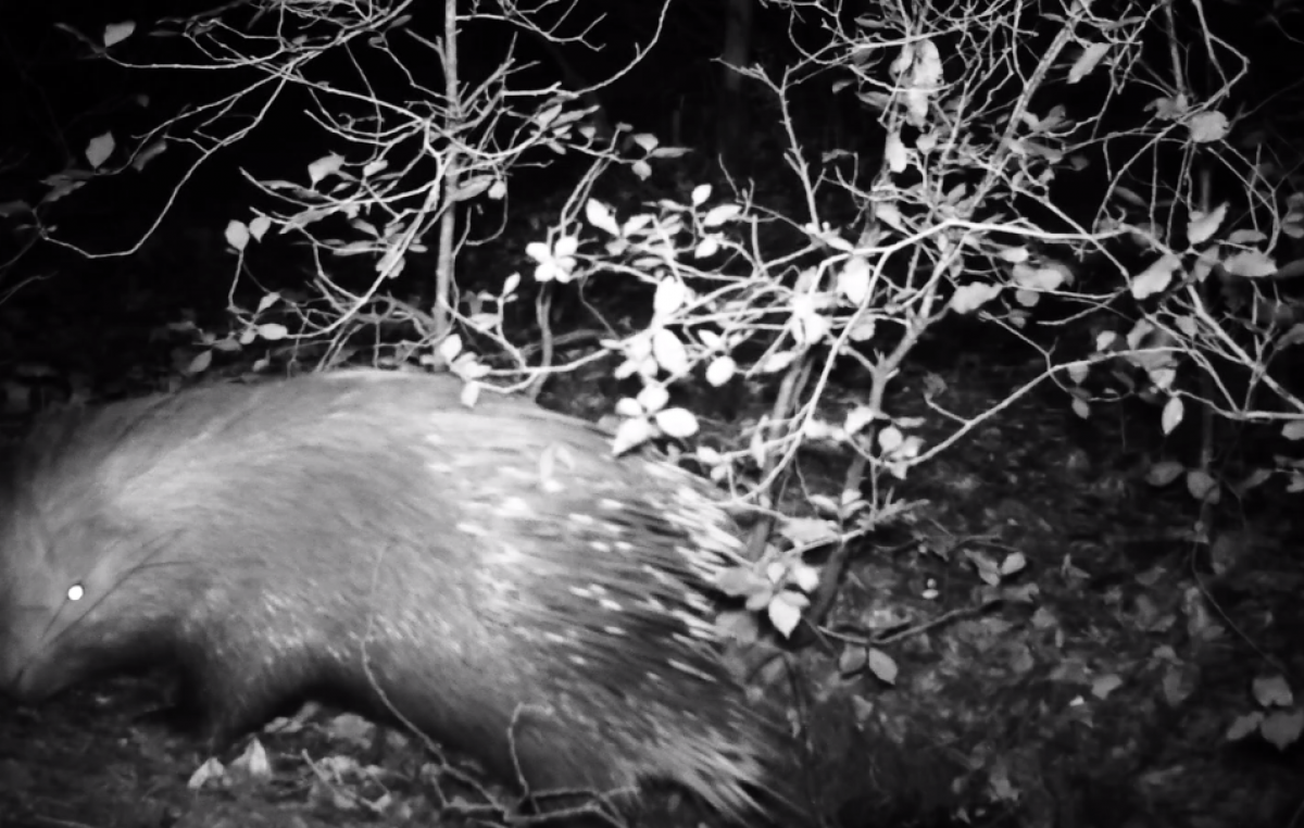 CHIOGGIA-VE, A BOSCO NORDIO IMMORTALATO ANCHE L’ISTRICE