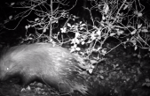 CHIOGGIA-VE, A BOSCO NORDIO IMMORTALATO ANCHE L’ISTRICE