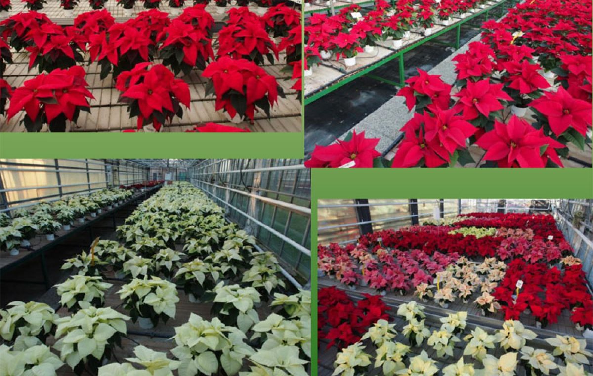 Schede varietali Poinsettia 2019 – Centro Po di Tramontana