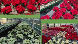 Schede varietali Poinsettia 2019 – Centro Po di Tramontana