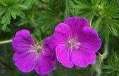 GIARDINI BOTANICI VENETI: ALLA SCOPERTA DELLA BIODIVERSITÀ