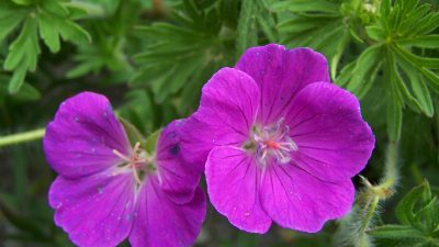 GIARDINI BOTANICI VENETI: ALLA SCOPERTA DELLA BIODIVERSITÀ