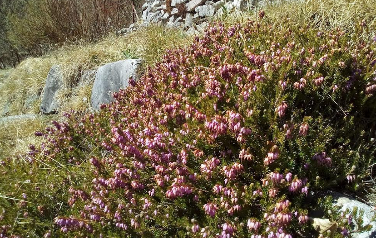 FORESTA DEL CANSIGLIO (BL-TV): CANTIERE PER LA BIODIVERSITÀ ALPINA